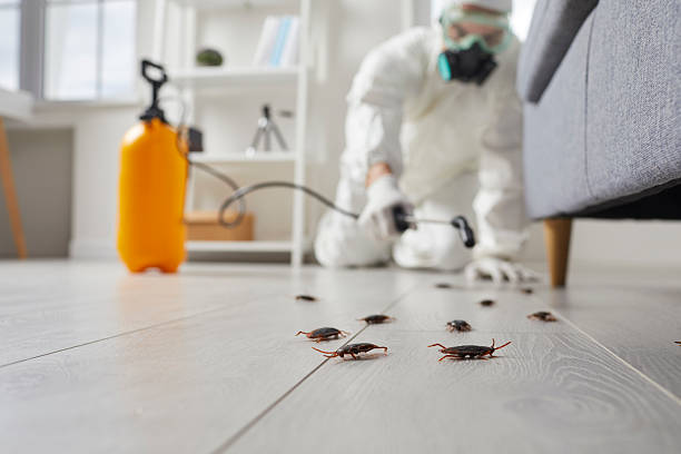 Commercial Rodent Management in Bardmoor